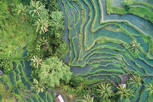 Aerial View Of Rice Terrace In Bali Indonesia Web