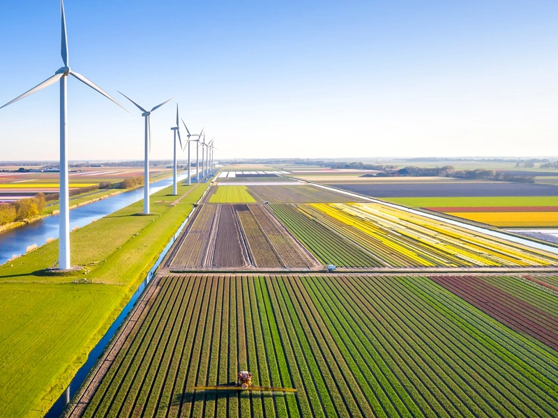Field being harvested with wind turbines adjacent.