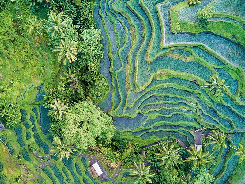 Ariel view of greenery with trees and wildlife