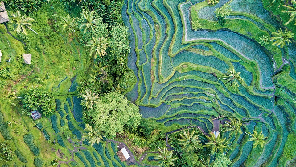 Ariel view of greenery with trees and wildlife