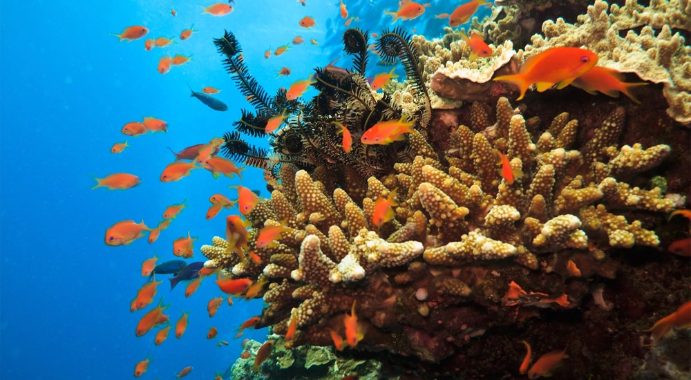 Underwater shot of coral reef with vibrant sealife, Australia