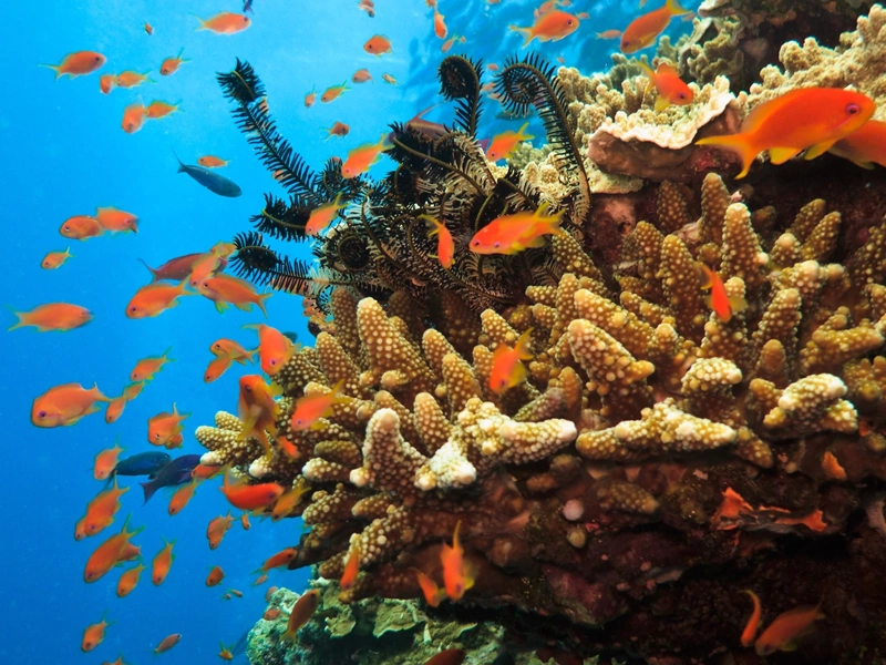 Reef HQ capital works project in Australia.