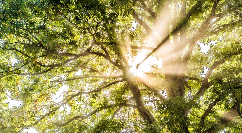 Sunlight beaming through tree branches