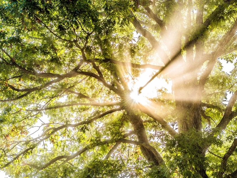 Sunlight beaming through tree branches