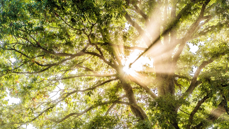 Sunlight beaming through tree branches