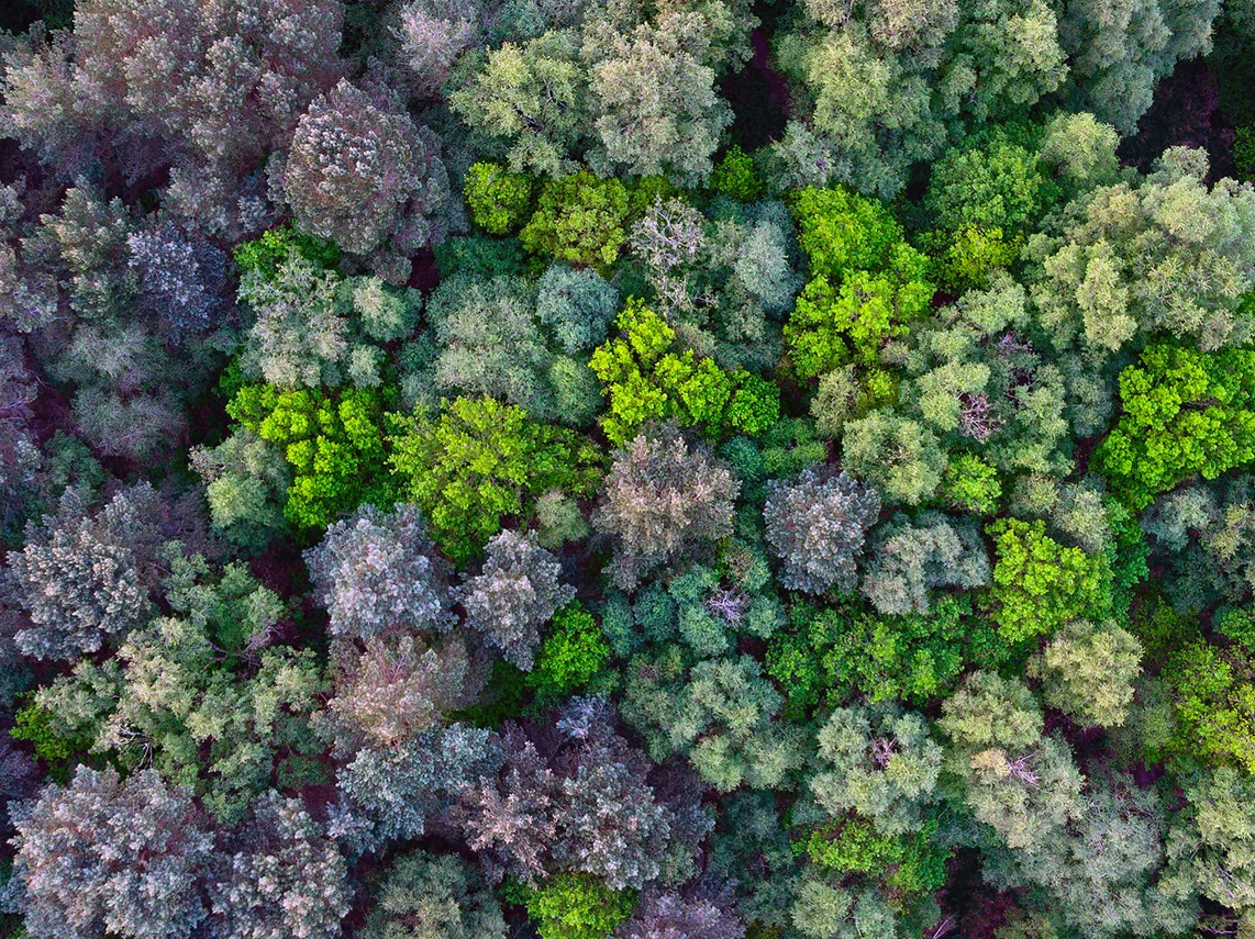 Overhead photo of different colour trees
