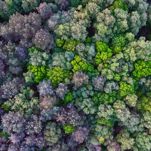Overhead photo of different colour trees
