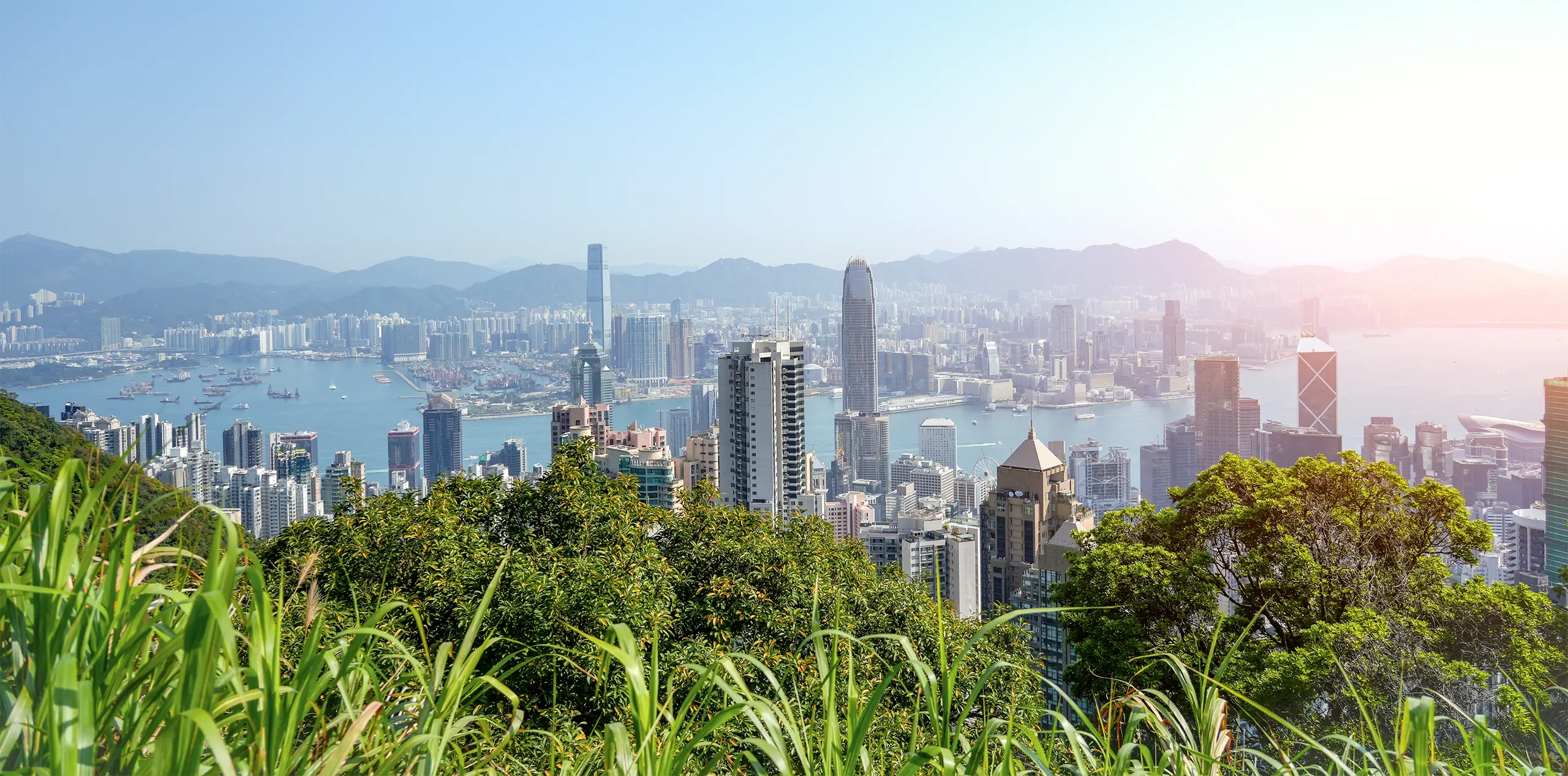 Wonderful panoramic of Hong Kong city view from Victoria Peak, modern cityscape sunny day green foliage plants leaves.
