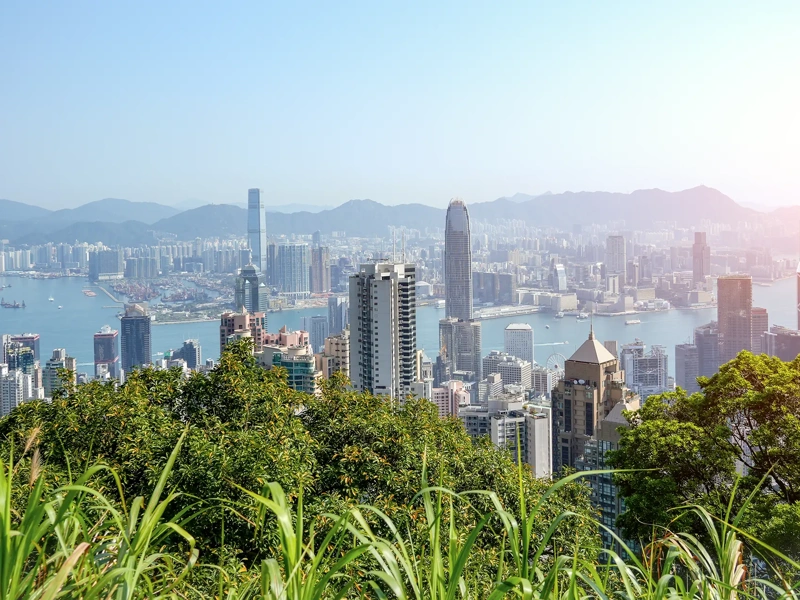 Wonderful panoramic of Hong Kong city view from Victoria Peak, modern cityscape sunny day green foliage plants leaves.