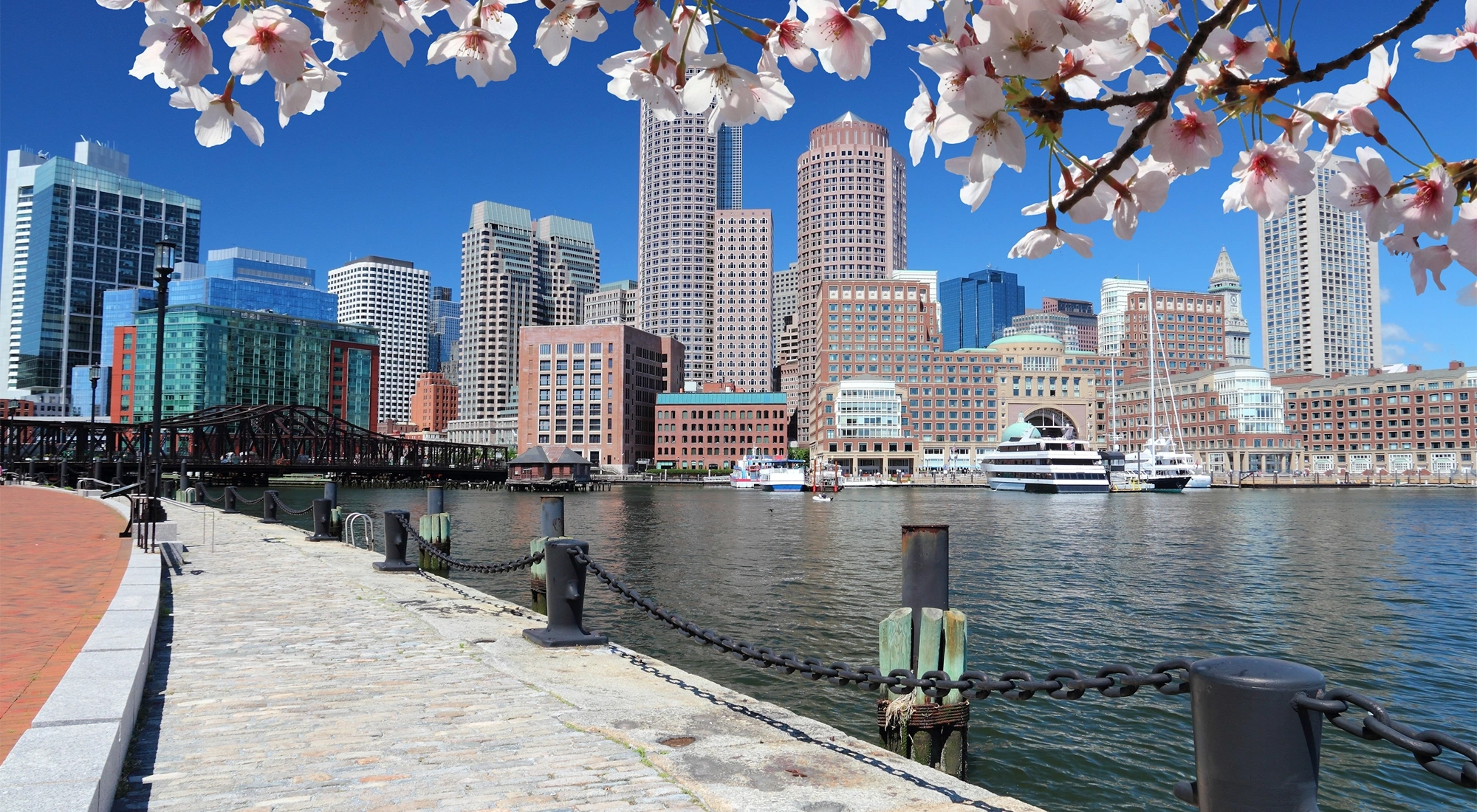 Skyscrapers beside water with a branch of pink flowers overhanging