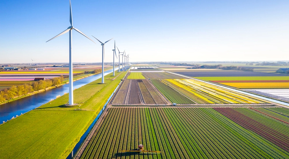 Field being harvested with wind turbines adjacent.
