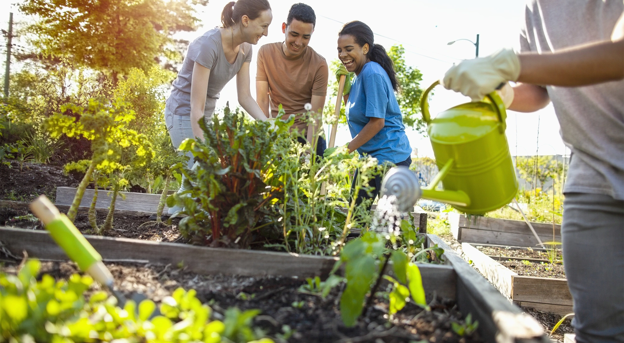 People gardening in the sunshine