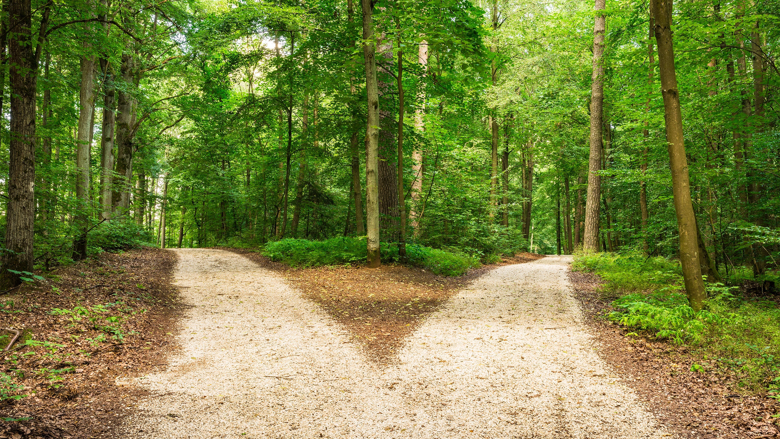 Forest path going in two directions
