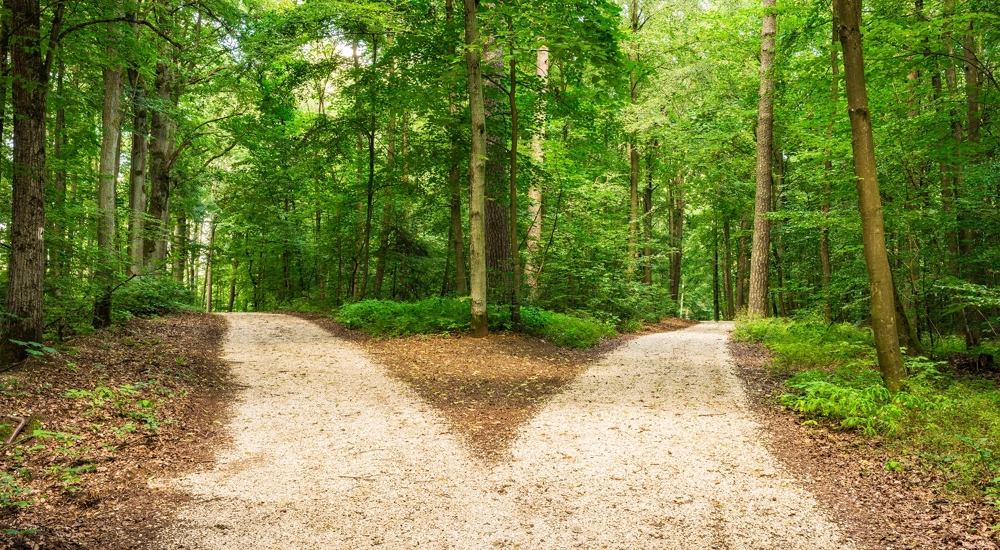 Forest path going in two directions