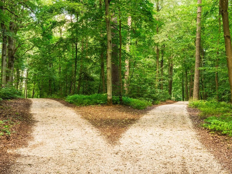Forest path going in two directions
