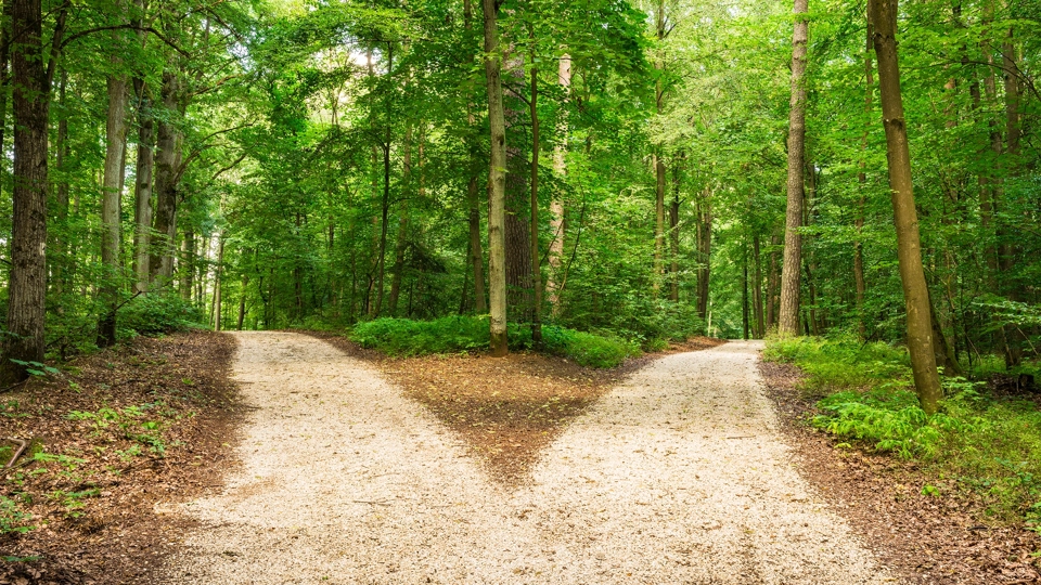 Forest path going in two directions