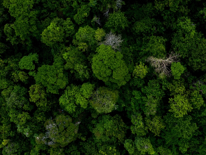 Aerial view of green tree tops