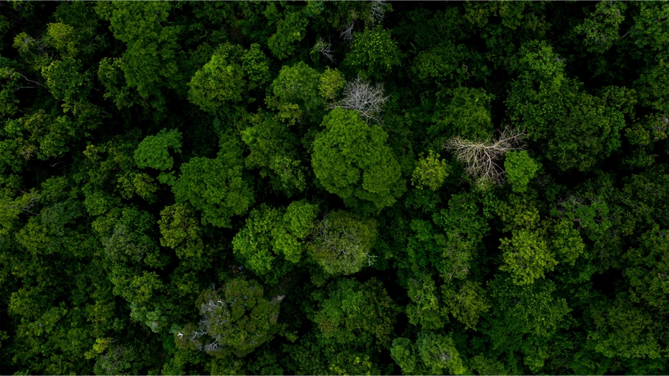 Aerial view of green tree tops